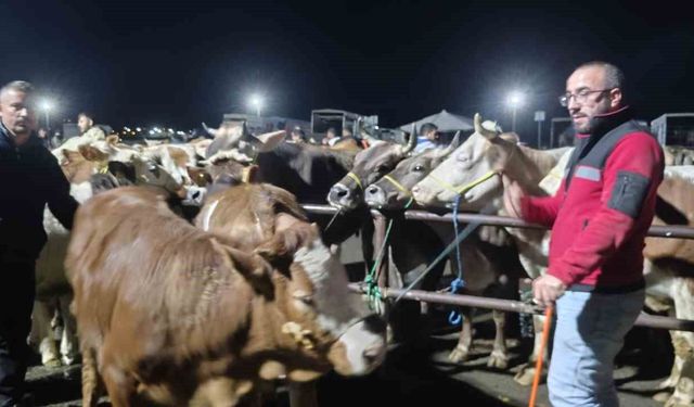 İç Anadolu'nun en büyük hayvan pazarında yoğun kurban mesaisi başladı