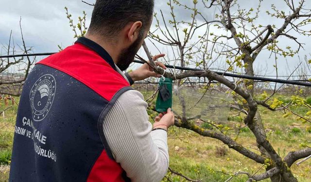 Kahverengi kokarca için tuzak takip çalışması