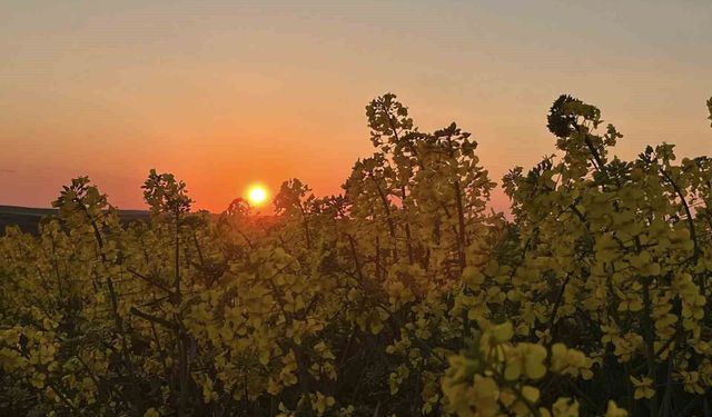 Kanola tarlalarında gün batımı manzarası