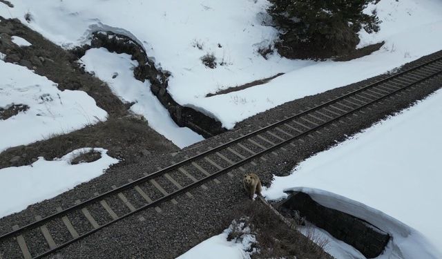 Kars'ta drone ile karşılaşan boz ayı kamerada: Merak, tedirginlik ve kaçış