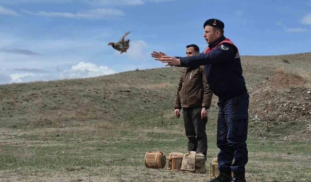 Kars'ta kaçak avcılara darbe: 51 canlı keklik doğaya kazandırıldı