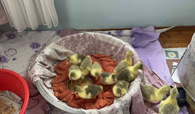 Kars'ta kazlar kuluçkada, köylerde seferberlik başladı