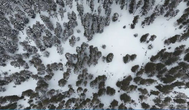 Kars'ta sarıçam ormanları beyaza büründü, tarım arazileri kar altında