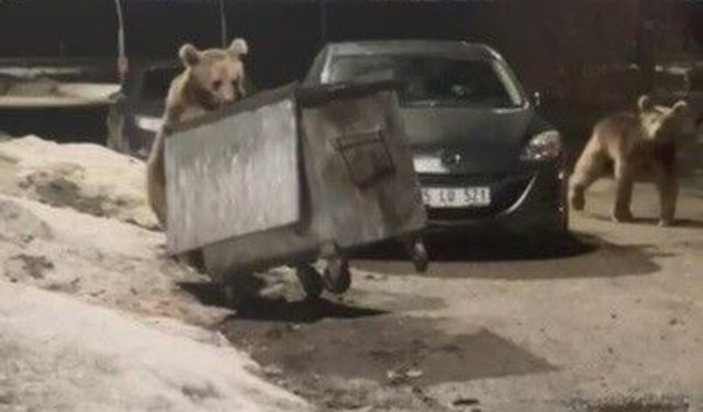Kars'ta yerleşim bölgesine inen bozayılar çöpte yiyecek ararken görüntülendi