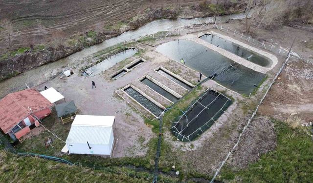 Kaynak suyunda yetişiyor, vatandaş taze taze alıp gidiyor