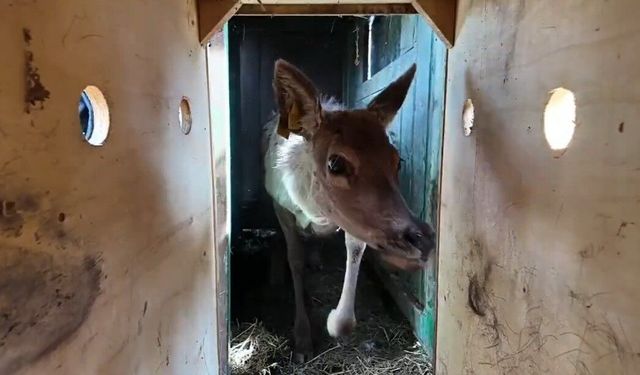 Kızıl geyikler doğayla buluşmaya devam ediyor