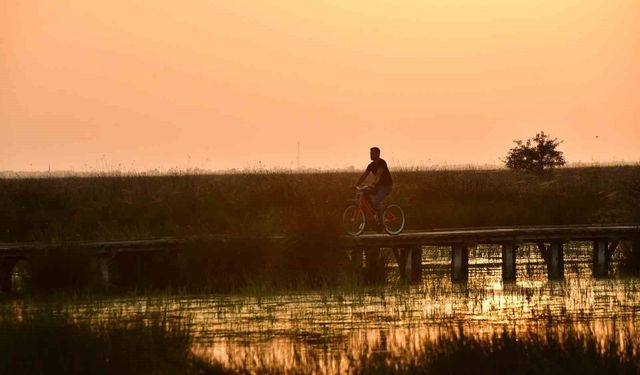 Kızılırmak Deltası Kuş Cenneti'nde bahar coşkusu