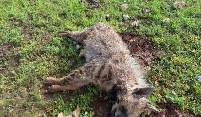 Köpeklerin saldırdığı sırtlan telef oldu