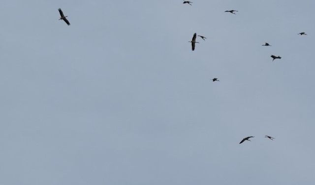 Kozan semalarında leyleklerin göç yolculuğu mest etti