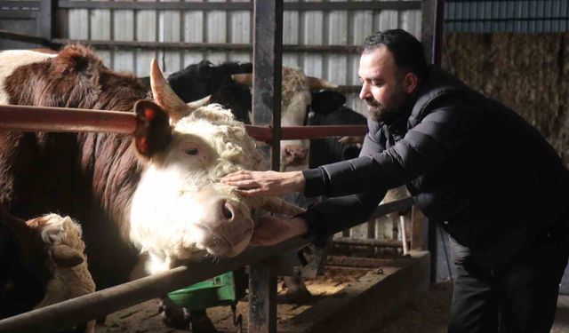 Kurbanlık alışverişinde erken alım hareketliliği