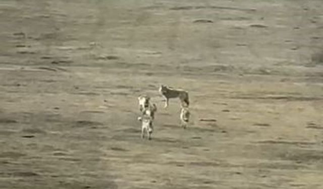 Kurt sürüsü arazide böyle görüntülendi