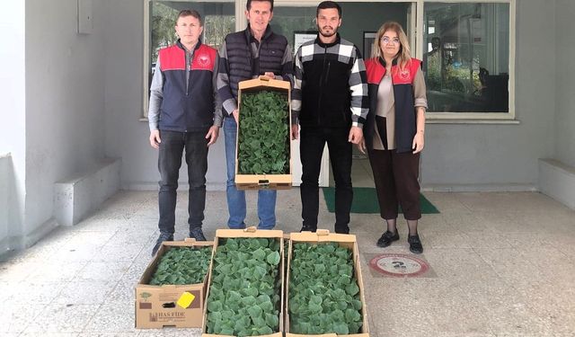 Lüleburgaz'da çiftçiye hıyar fidesi dağıtıldı