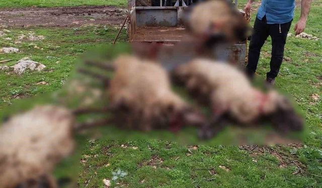 Mardin'de yıldırım düşmesi sonucu 8 küçükbaş hayvan telef oldu