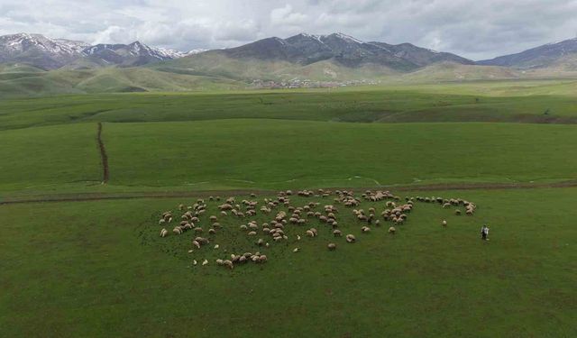 Meradaki koyunların yanına gelen sığırcık kuşları görsel şölen sundu