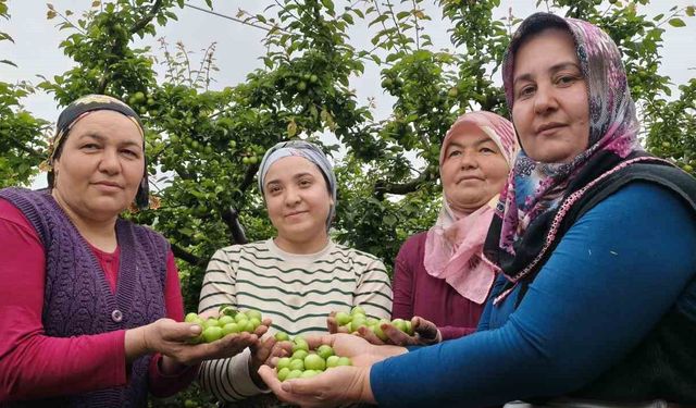 Mersin'de açıkta erik hasadı başladı, fiyatı 200 TL'ye kadar düştü