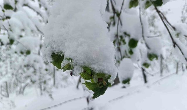 Meteorolojiden Ordu'da zirai don uyarısı
