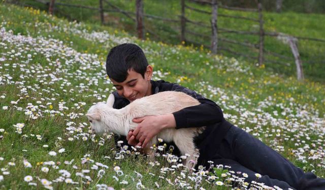 Minik çobanlar Lapseki'de kıyasıya yarışacak
