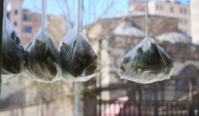 Muş'ta 'askıda çiriş otu' uygulaması