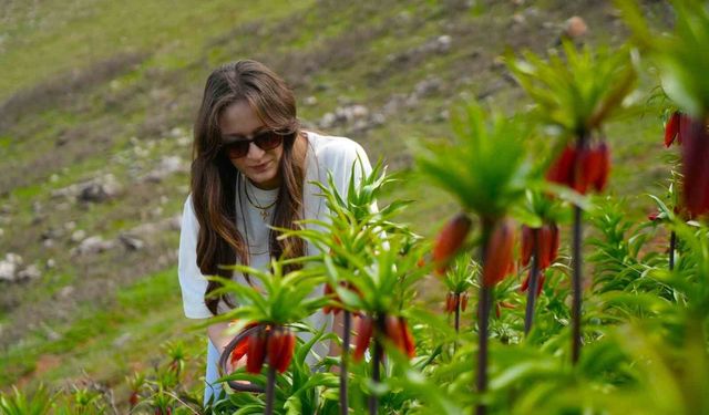 Muş'ta ters laleler açtı