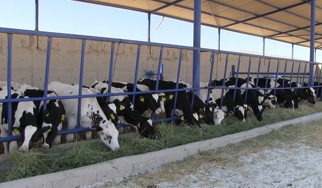 Niğde'nin Kiledere beldesi şap hastalığı nedeniyle karantinaya alındı