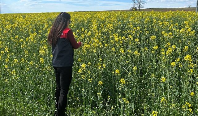 Pehlivanköy'de çiçek açan kanola bitkinin fizyolojik gelişimi incelendi