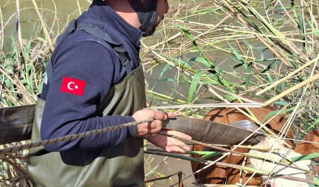 Şanlıurfa'da tahliye kanalına düşen 2 inek kurtarıldı