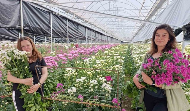 Simav'da jeotermal seralarda kasımpatı hasadı başladı