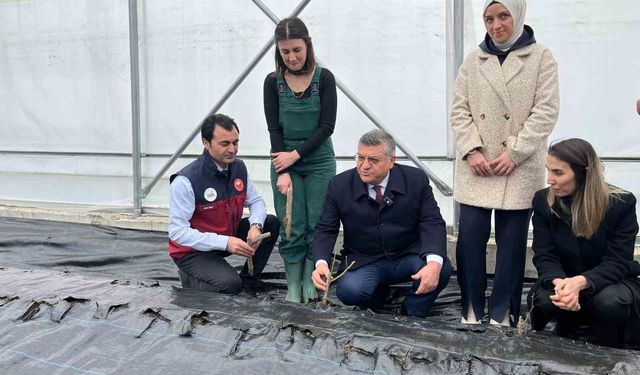 Sinop'ta IPARD desteğiyle kurulan serada ilk gül fidanları toprakla buluştu