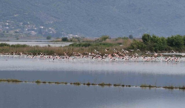 Su altında kalan arazilerde flamingolar görsel şölen oluşturdu