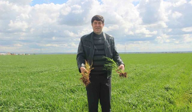 'Tarım kenti' Şanlıurfa yağışa doydu