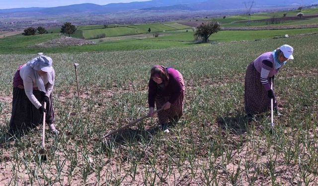 Taşköprü sarımsağı tarlalarındaki zararlı otları tek tek topluyorlar
