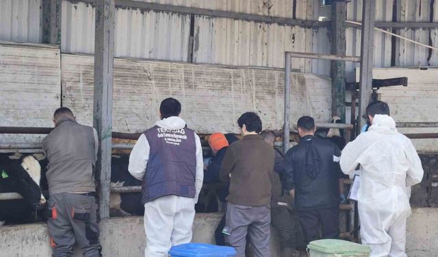 Tekirdağ'da ithal damızlık hayvanlar için sıkı sağlık denetimi