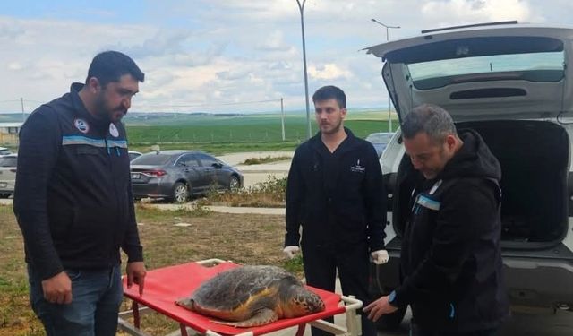 Tekirdağ'da ölü bulunan caretta caretta incelemeye alındı