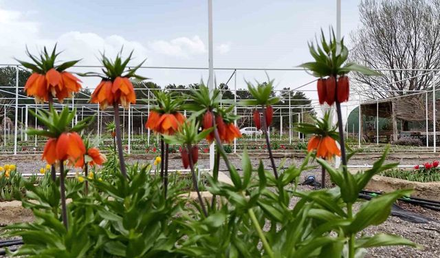 Ters laleyi koparmanın cezası 700 bin lira: Yılda sadece 20 gün yaşıyor