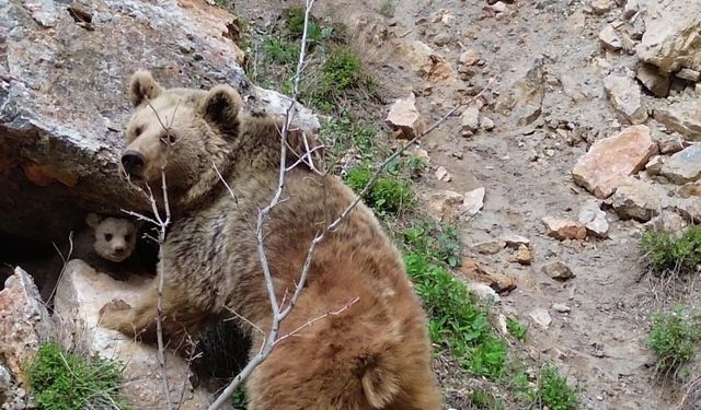 Tunceli'de ayı ve yavrusu dron ile görüntülendi