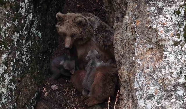 Tunceli'de belgeselleri aratmayan görüntüler