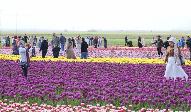 Türkiye'nin en büyük lale tarlasında ziyaretçi rekoru