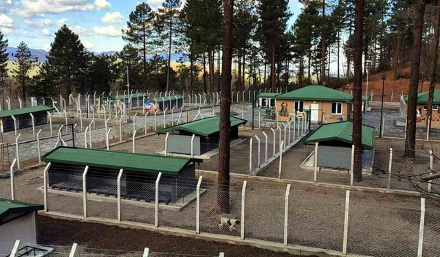 Ünye'de sahipsiz hayvanlar için örnek tesis tamamlanıyor