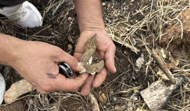 Yanan ormanlık alanda kuzugöbeği mantarı bolluğu: Köylülerin gelir kaynağı oldu