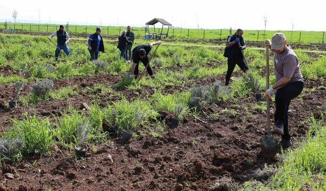 Yenişehir'de lavanta mevsimi başlıyor