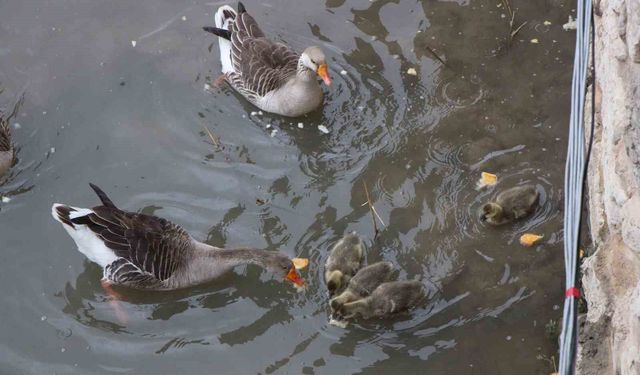 Yeşilırmak Nehri'nin maskotu kaz yavruları beslenme saatinde