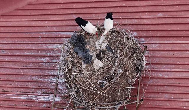 Yıllardır süren gelenek bozulmadı, Sivas'ın 'Leylekli okulu' misafirlerine kavuştu