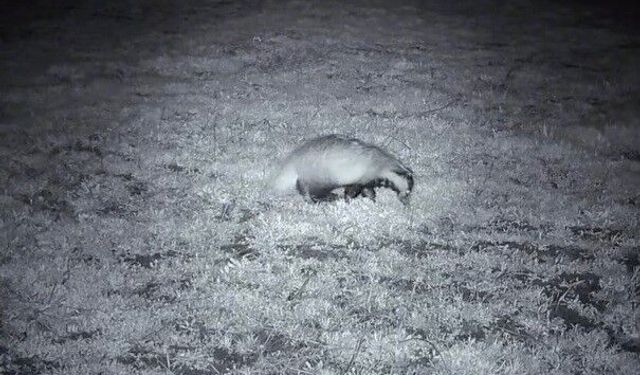 Yiyecek arayışındaki porsuk Ganos Dağları'nda görüntülendi