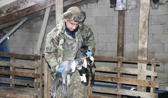 Yozgatlı keçi yetiştiricisi kireçli yöntemle hayvan kayıplarını önledi