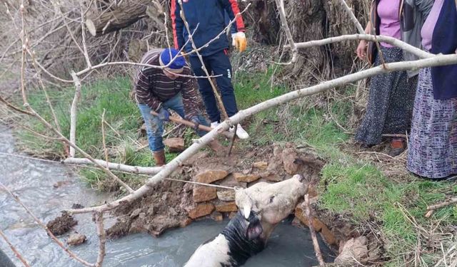 Yozgat'ta kuyuya düşen büyükbaş, AFAD ekiplerince kurtarıldı