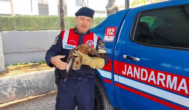 Yozgat'ta yaralı şahin koruma altına alındı