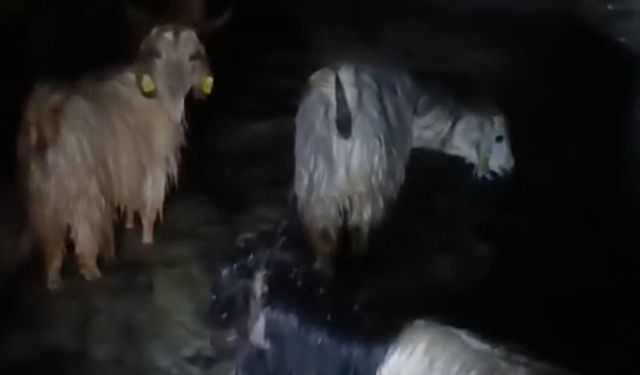 Yüksekova'da ahırları su bastı: Mahsur kalan hayvanlar kurtarıldı