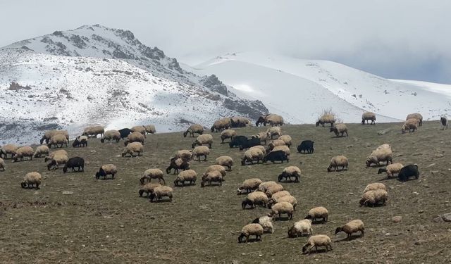 Yüksekova'da küçükbaş hayvanlar meraya çıktı