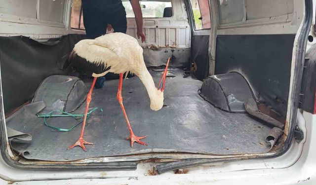 Adana'da yaralı leyleğe vatandaş sahip çıktı