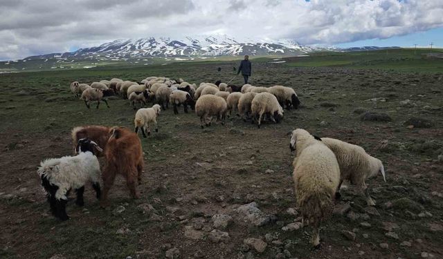 Adilcevaz'da sürüler yaylaya çıktı